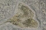 Pyrite Replaced Fossil Crinoid (Seirocrinus) - Holzmaden, Germany #144121-2